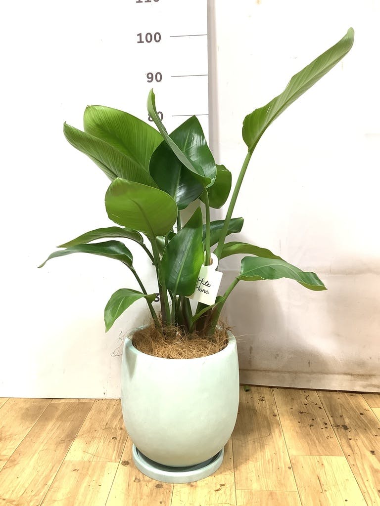 オーガスタ | 観葉植物の通販ならHitoHana（ひとはな）