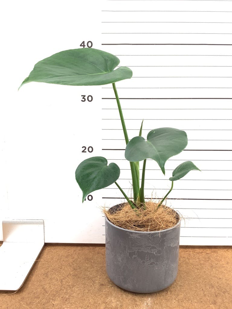 モンステラ 3号 | 観葉植物ならHitoHana