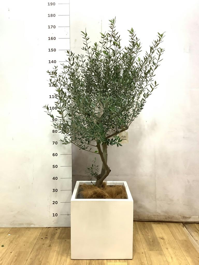 観葉植物 オリーブ 9号 創樹 プラスチック鉢 | 観葉植物ならHitoHana