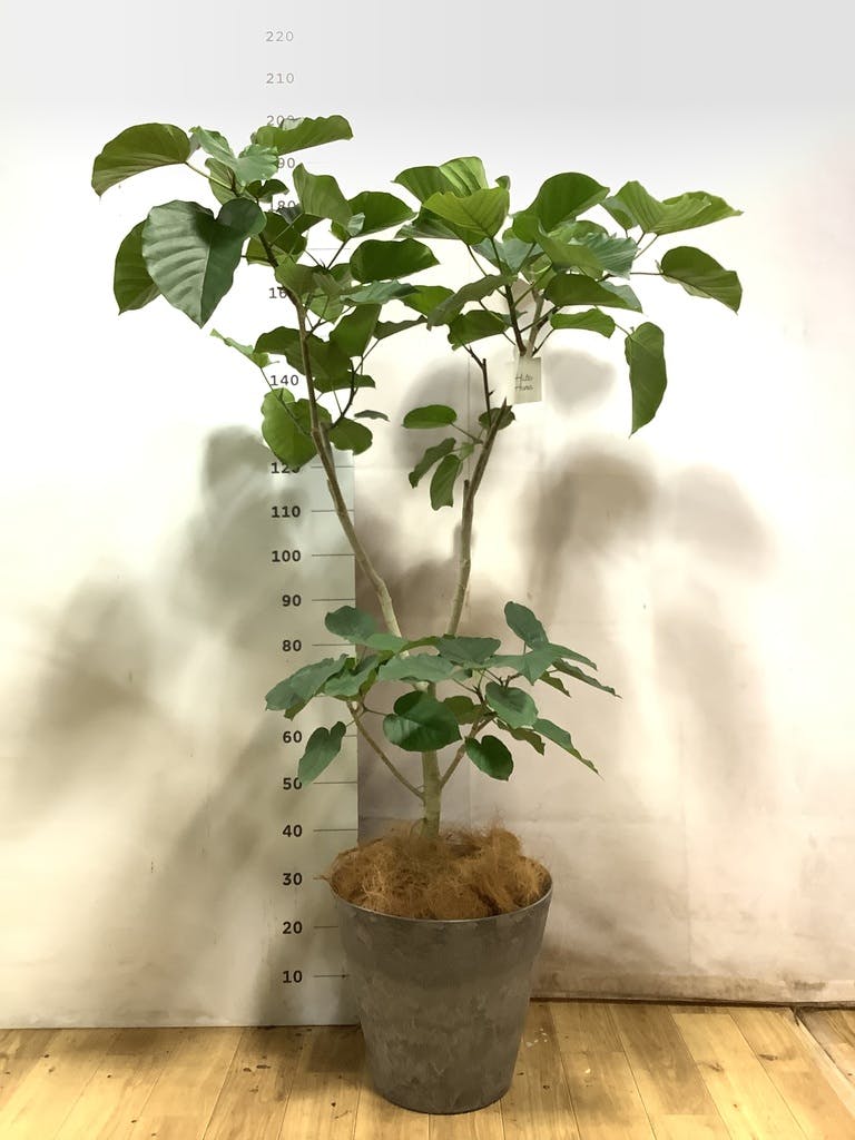 ウンベラータ 10号 | 観葉植物の通販ならHitoHana（ひとはな）