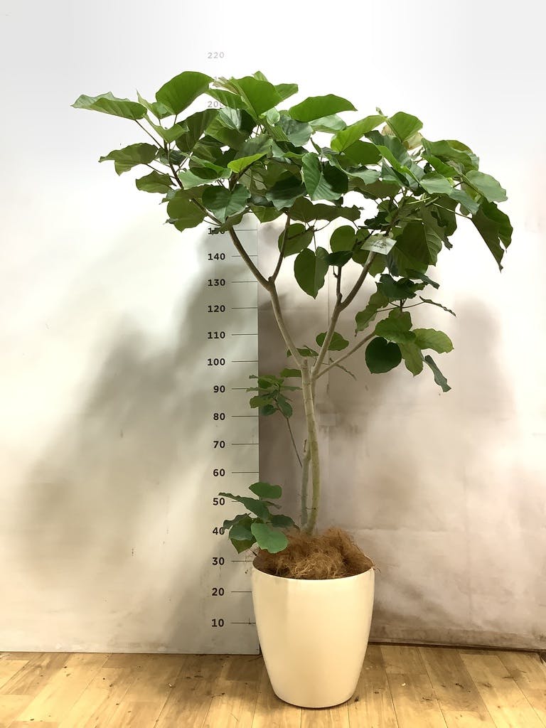 観葉植物 フィカス ウンベラータ 【200cm】 10号 #72131 ※1都3県配送