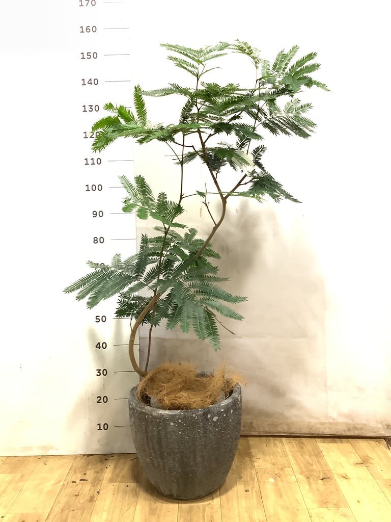 エバーフレッシュ 8号 | 観葉植物 | インテリアやギフトに - Hitohana