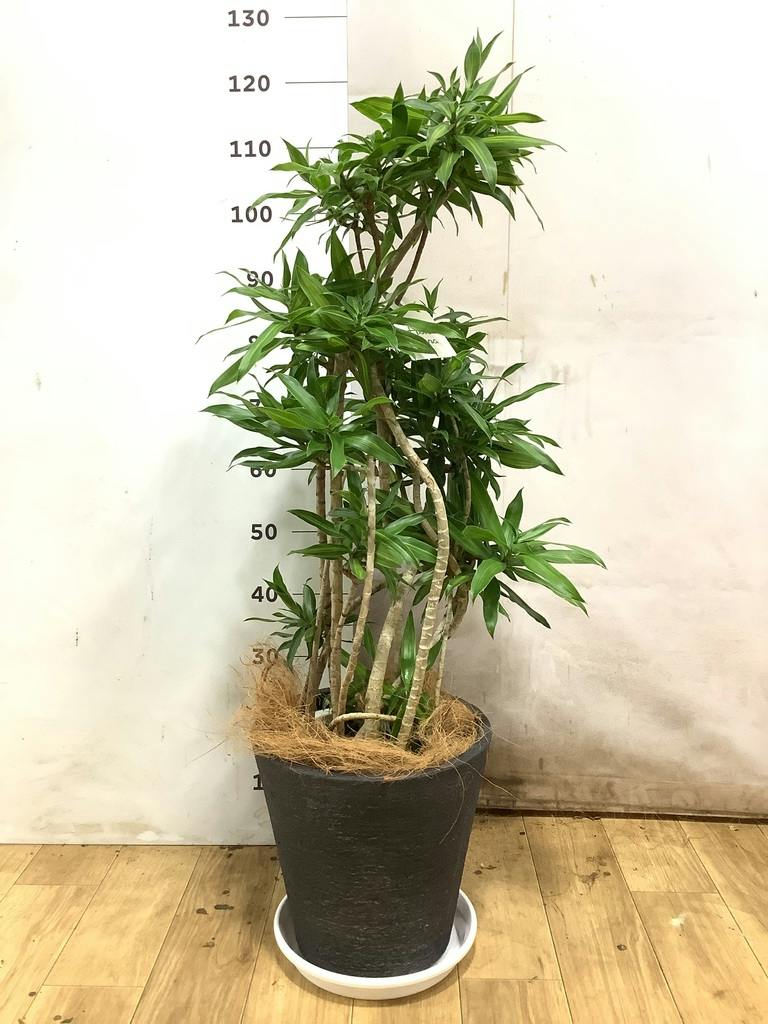 ドラセナ ソング オブ ジャマイカ 8号 | 観葉植物 | インテリアや