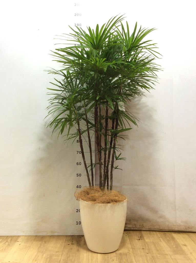 シュロチク 8号 | 観葉植物 | 送料無料でお届け - Hitohana（ひとはな）
