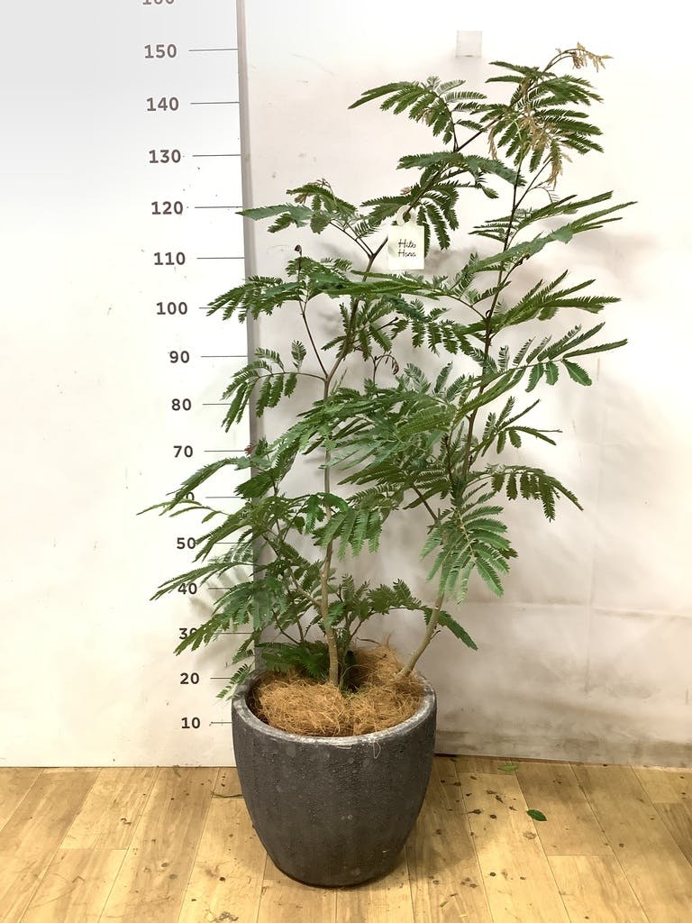 エバーフレッシュ 8号 | 観葉植物 | インテリアやギフトに - Hitohana