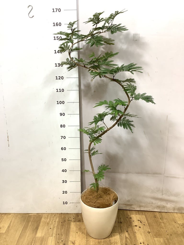 エバーフレッシュ 8号 | 観葉植物 | インテリアやギフトに - Hitohana