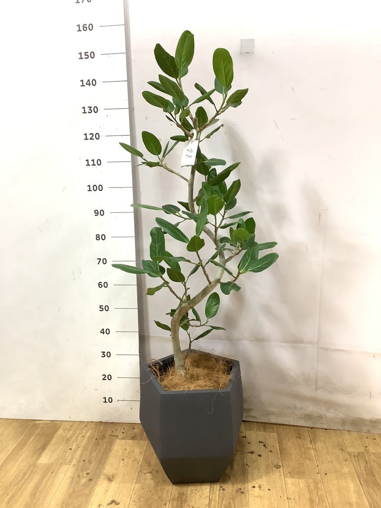 フィカス ベンガレンシス 曲がり | 観葉植物の通販ならHitoHana