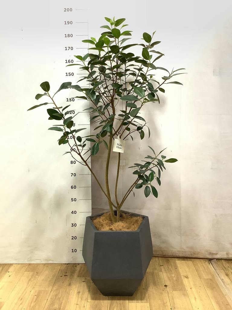 160cm〜170cmの観葉植物 | 送料無料でお届け | Hitohana（ひとはな）