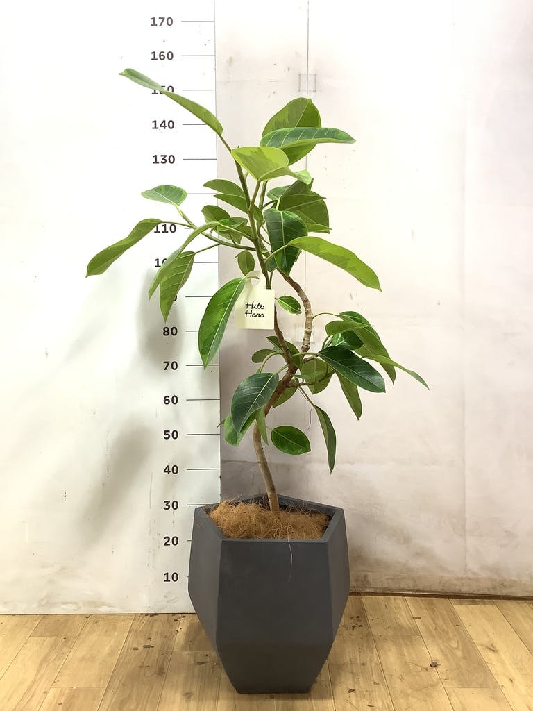 フィカス アルテシーマ 8号 | 観葉植物通販HitoHana(ひとはな)