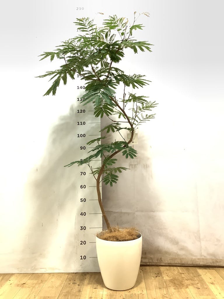 エバーフレッシュ 8号 | 観葉植物 | インテリアやギフトに - Hitohana