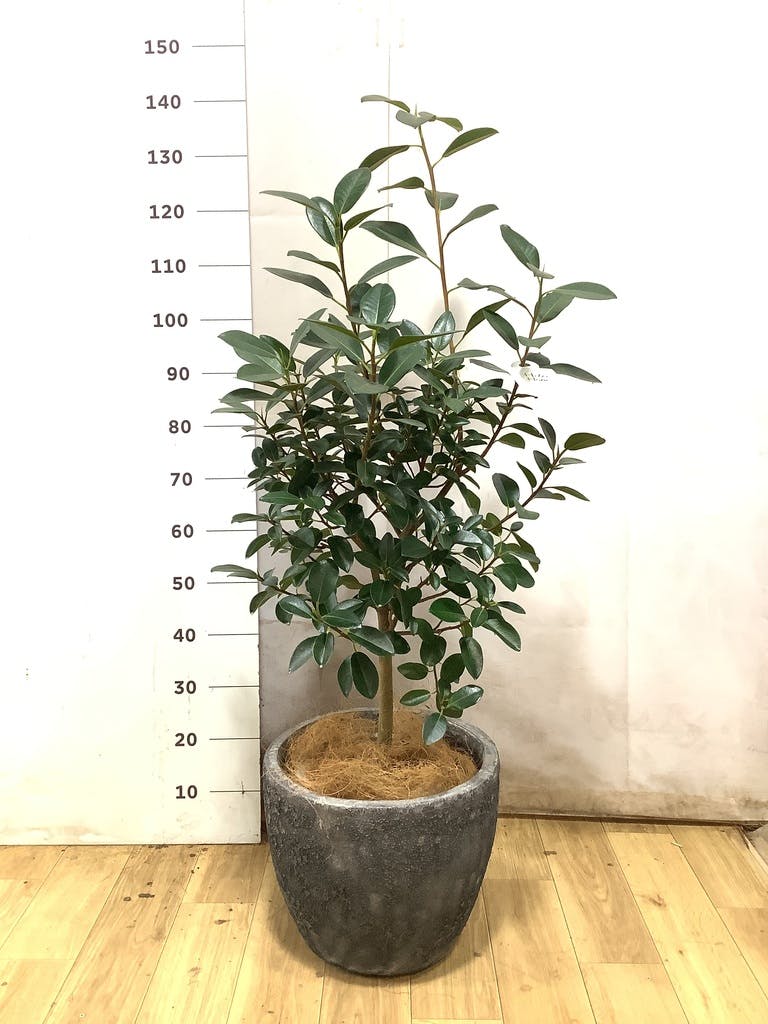フランスゴムの木 8号 | 観葉植物 | 送料無料でお届け - Hitohana