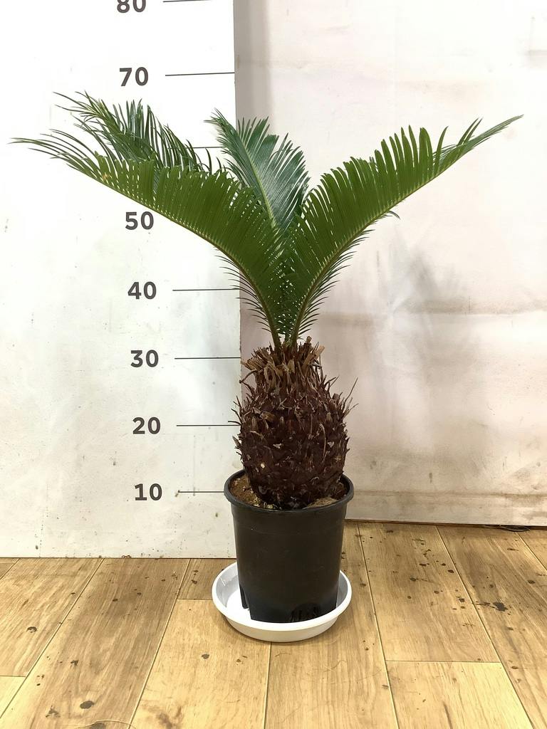 ソテツ 6号 | 観葉植物 | インテリアやギフトに - Hitohana（ひとはな）
