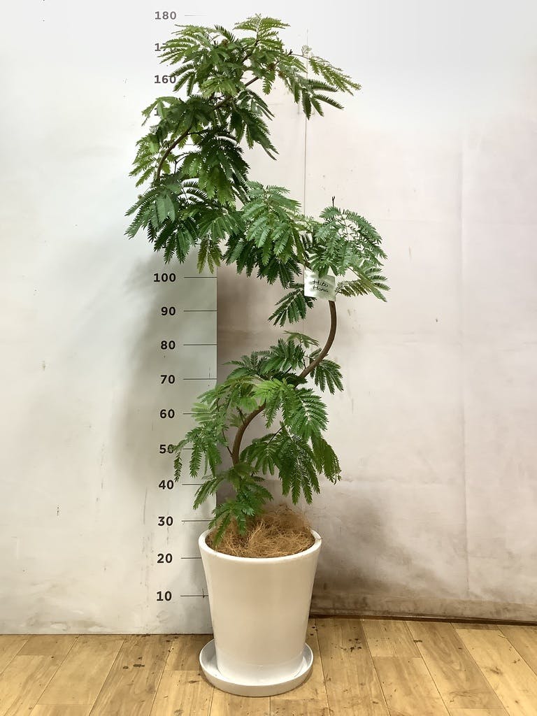 エバーフレッシュ 8号 | 観葉植物 | インテリアやギフトに - Hitohana