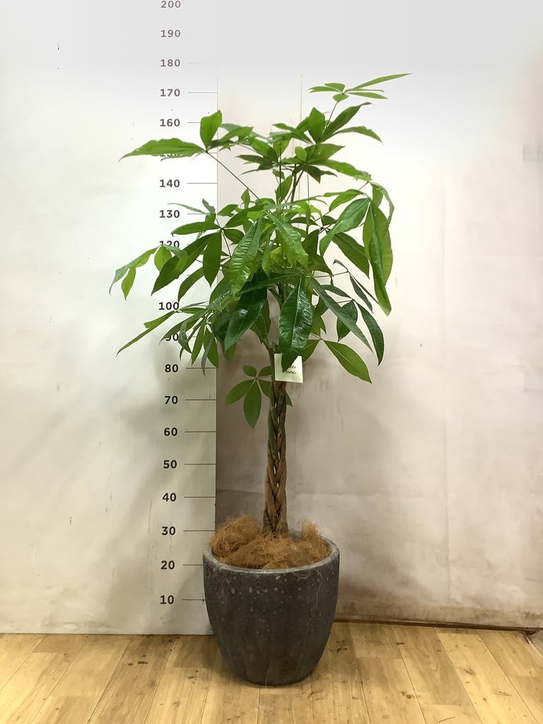 120cm〜140cmの観葉植物 | 送料無料でお届け | Hitohana（ひとはな）