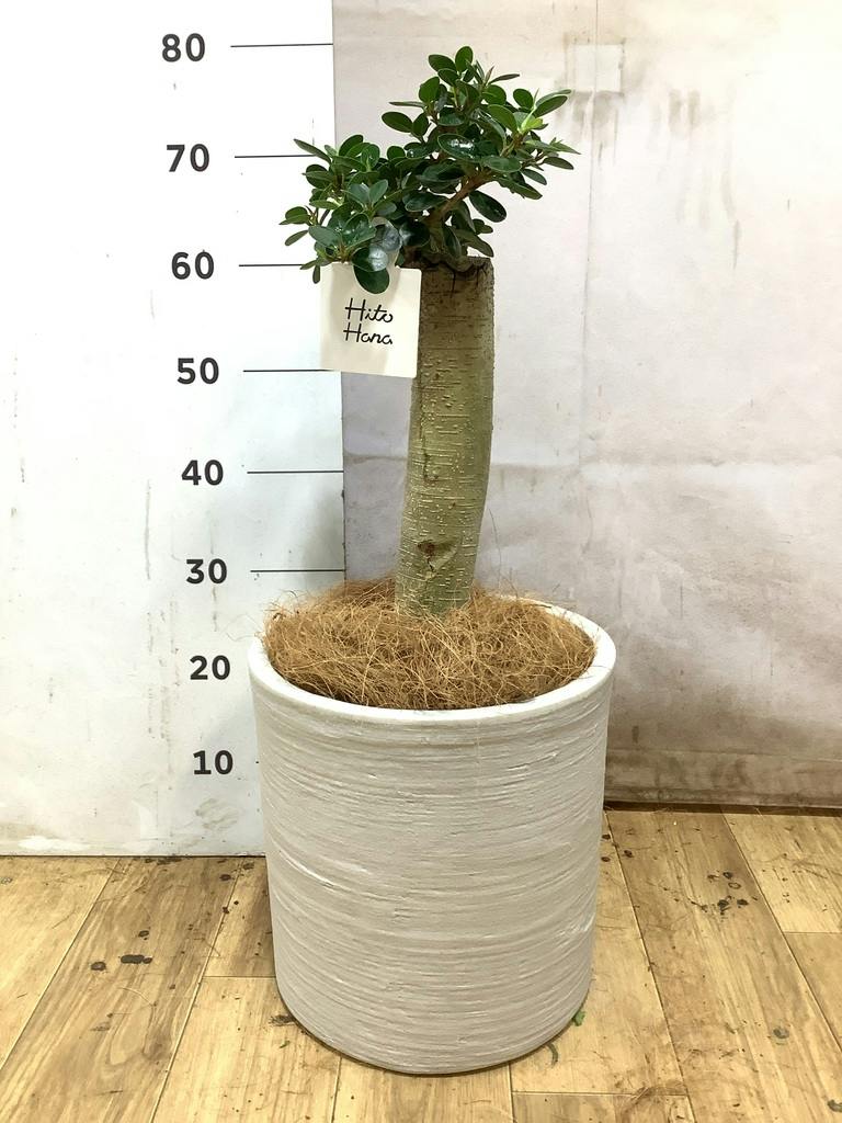 観葉植物 ガジュマル 8号 パンダ 朴仕立て プラスチック鉢 | 観葉植物
