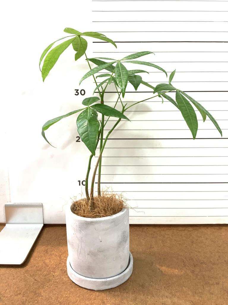観葉植物 パキラ 3号 寄せ エッシ 12 R ブラウン 付き | 観葉植物なら