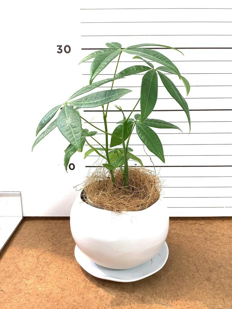 観葉植物 パキラ 3号 寄せ ルーツ 11 L ベージュ 付き | 観葉植物なら