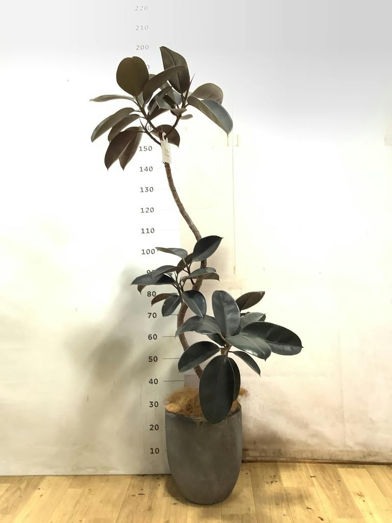 フィカス バーガンディ 曲がり | 観葉植物 | インテリアやギフトに