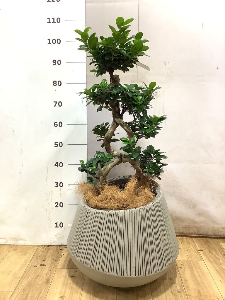 ガジュマル 8号 | 観葉植物通販HitoHana(ひとはな)