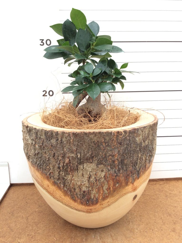 ガジュマル パンダ 8号 | 観葉植物通販HitoHana(ひとはな)