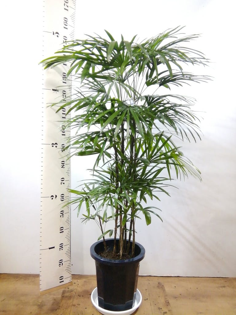 観葉植物 シュロ竹約1.5メートル 黒鉢 観葉植物 本物 シュロチク 10号鉢 鉢カバー 付き セット 大型