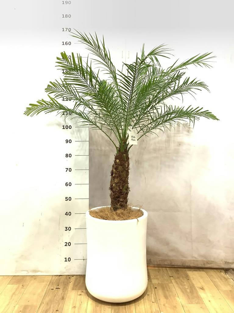 フェニックスロベレニー 8号 | 観葉植物 | インテリアやギフトに
