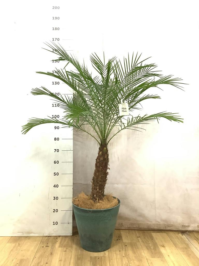 フェニックスロベレニー 8号 | 観葉植物 | インテリアやギフトに