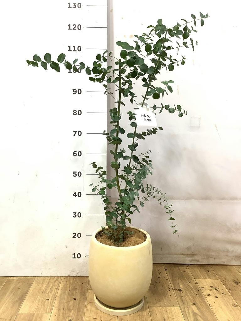 ユーカリ 6号 | 通販専門店 HitoHana（ひとはな）