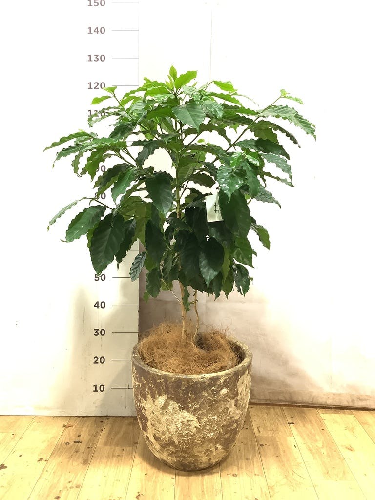 コーヒーの木 8号 | 観葉植物 | 送料無料でお届け - Hitohana（ひとはな）