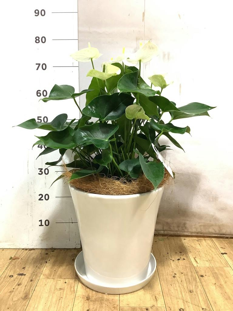 観葉植物 アンスリウム 8号 ホワイト サブリナ 白 付き | 観葉植物なら