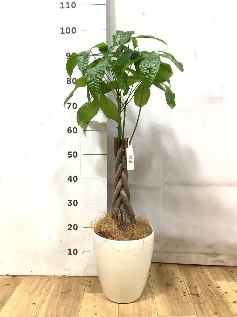 パキラ 6号 | 観葉植物 | 送料無料でお届け - Hitohana（ひとはな）