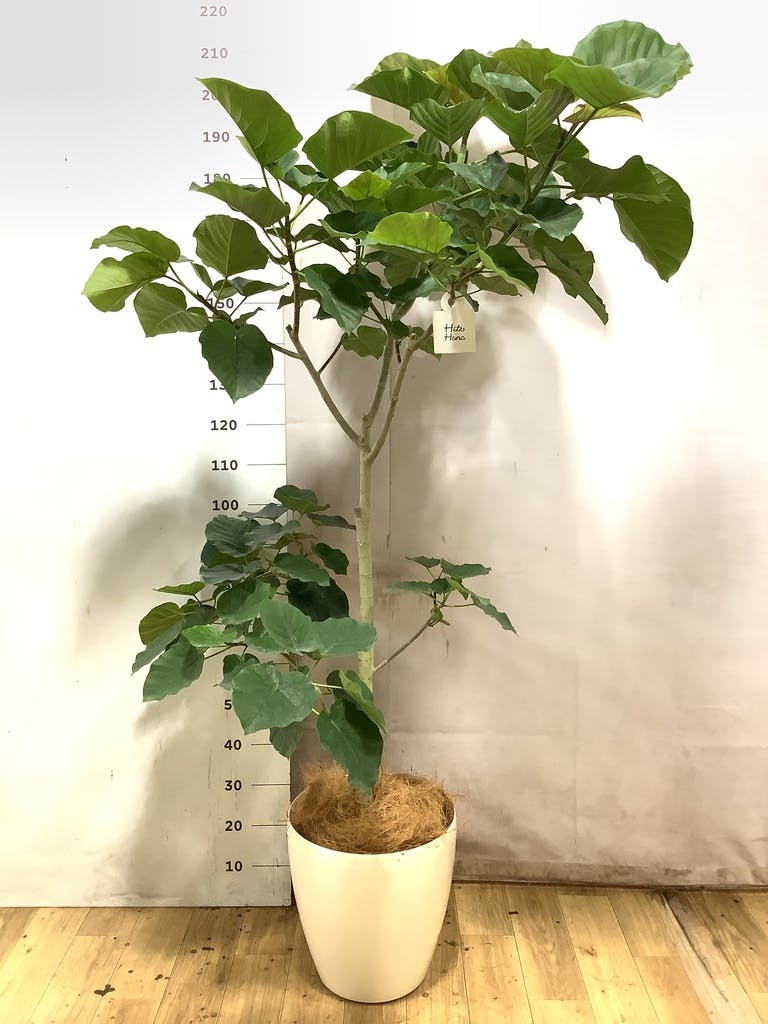 ウンベラータ 10号 | 観葉植物の通販ならHitoHana（ひとはな）