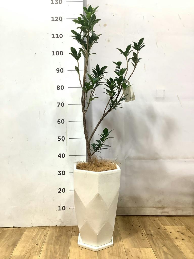 観葉植物 ガジュマル 6号 ベビーリーフ プラスチック鉢 | 観葉植物なら
