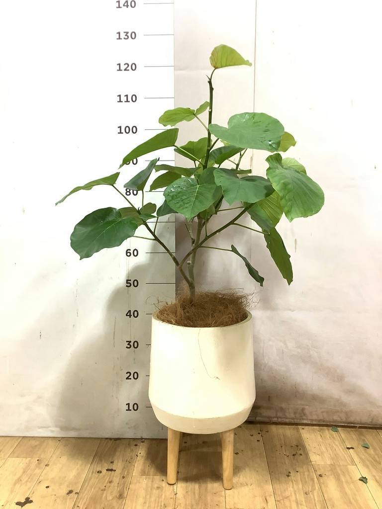 フィカス ウンベラータ 7号 | 観葉植物の通販ならHitoHana（ひとはな）