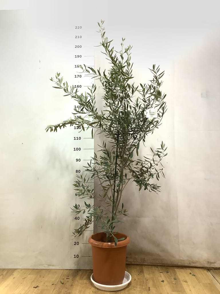 観葉植物 オリーブ 10号 チプレッシーノ プラスチック鉢 | 観葉植物