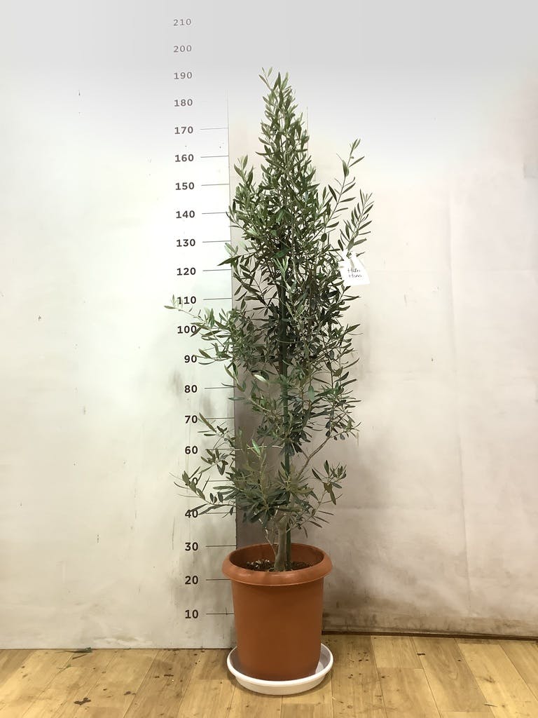 観葉植物 オリーブ 10号 チプレッシーノ プラスチック鉢 | 観葉植物