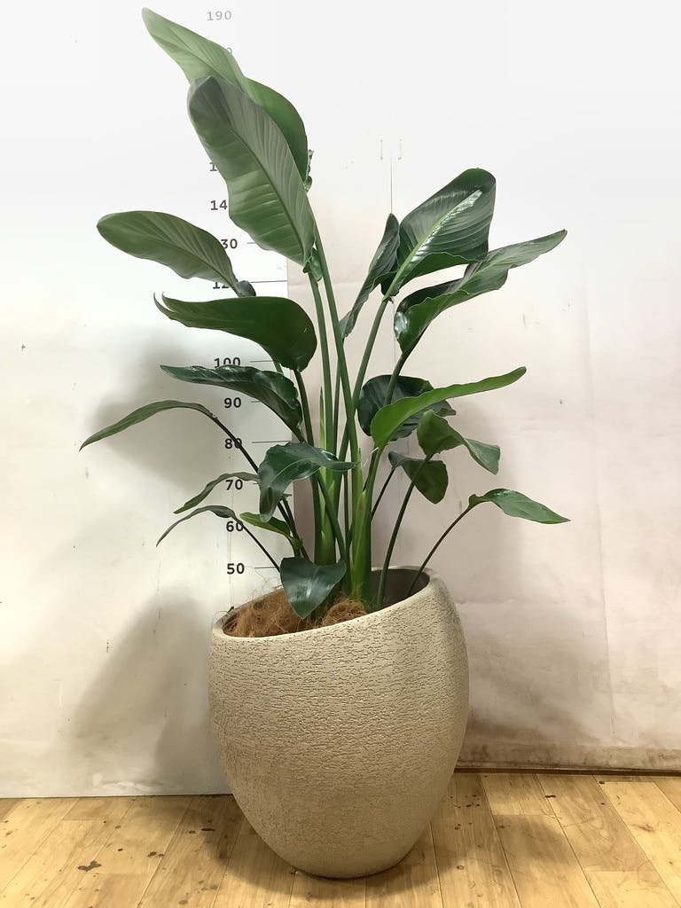 オーガスタ 大型 | 観葉植物の通販ならHitoHana