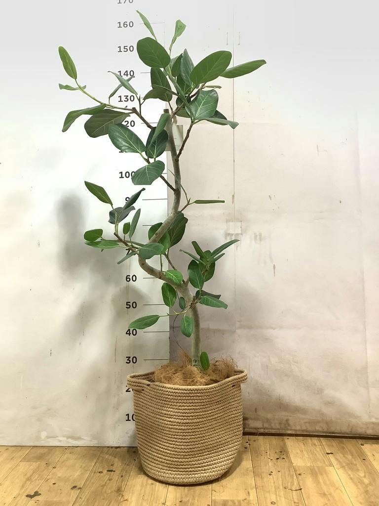 観葉植物 フィカス ベンガレンシス 8号 曲り プラスチック鉢 | 観葉