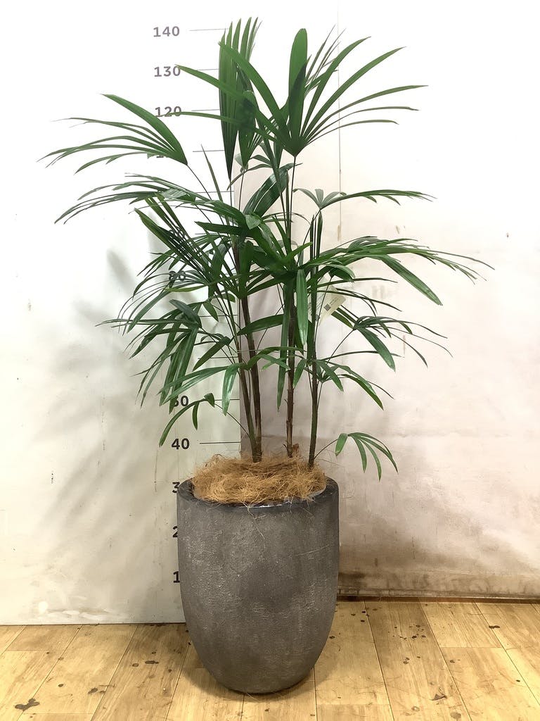 シュロチク 8号 | 観葉植物 | 送料無料でお届け - Hitohana（ひとはな）