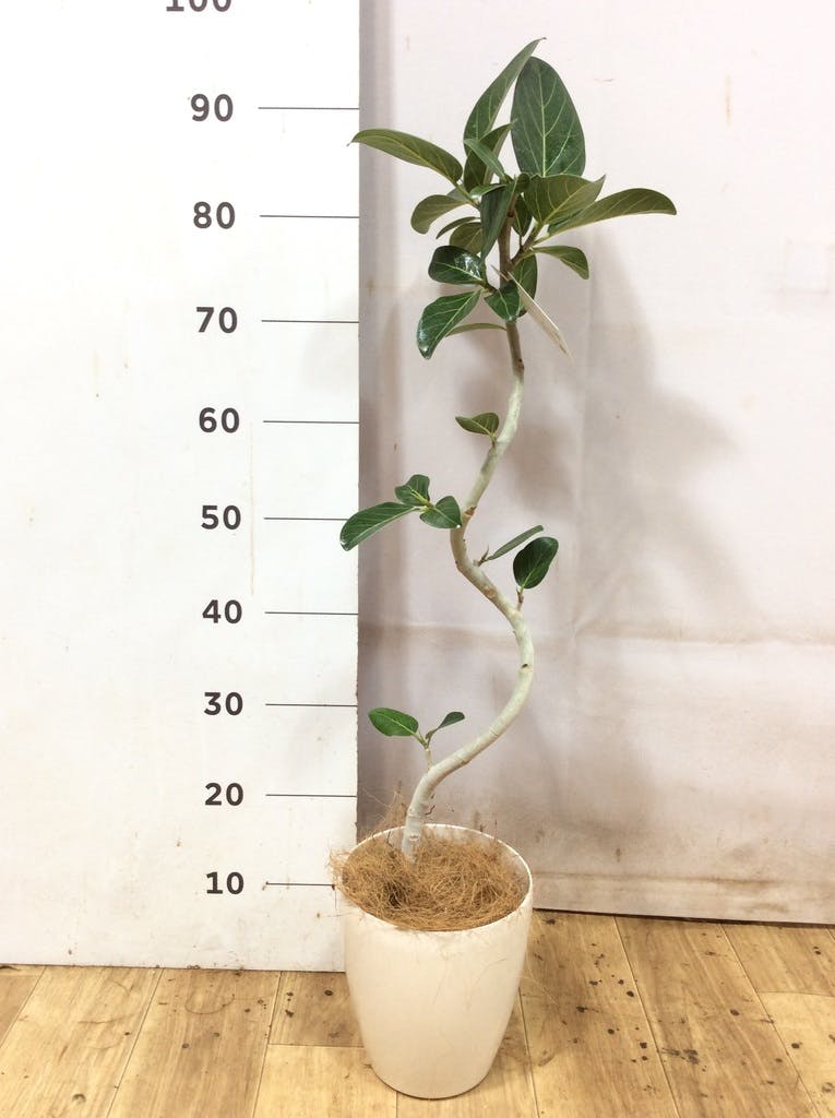 ① フィカス　ベンガレンシス　5.5号鉢★ 高さ87センチくらい フィカス ベンガレンシス 5号 | 観葉植物通販 HitoHana（ひとはな）