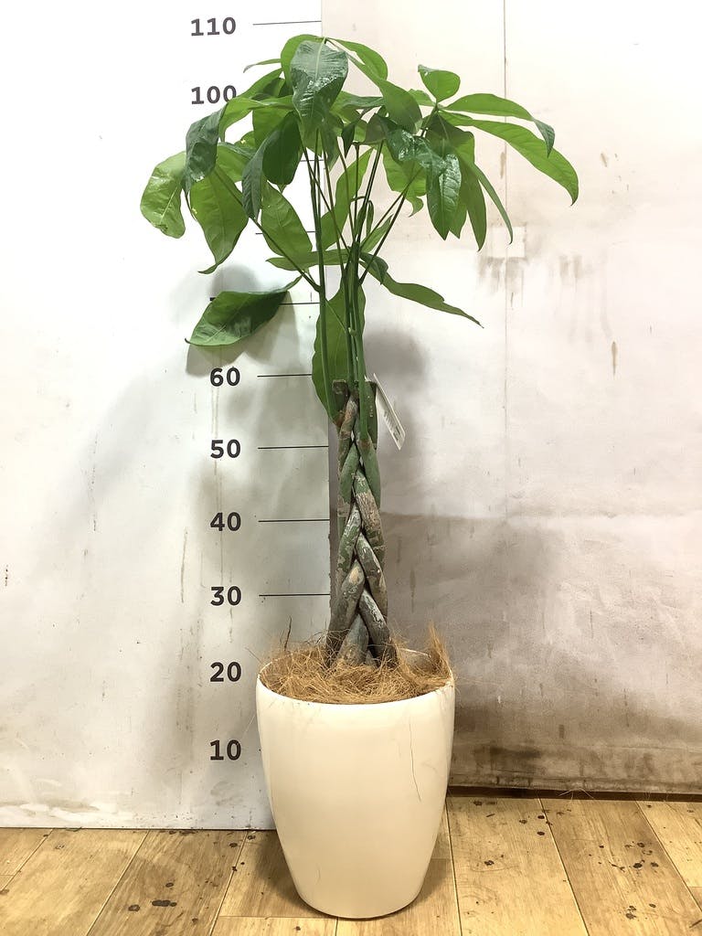 パキラ 6号 | 観葉植物 | 送料無料でお届け - Hitohana（ひとはな）