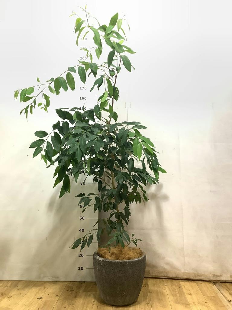 アマゾンオリーブ (ムラサキフトモモ) | 観葉植物通販HitoHana(ひとはな)