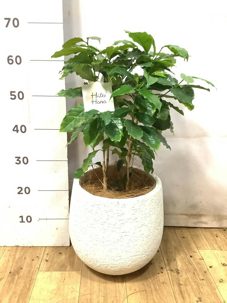 コーヒーの木 6号 | 観葉植物 | 送料無料でお届け - Hitohana（ひとはな）
