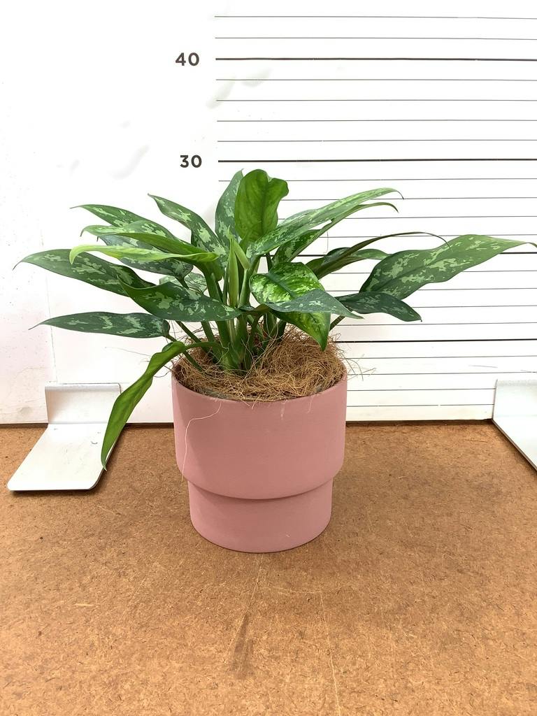 アグラオネマ 4号 | 観葉植物 | インテリアやギフトに - Hitohana