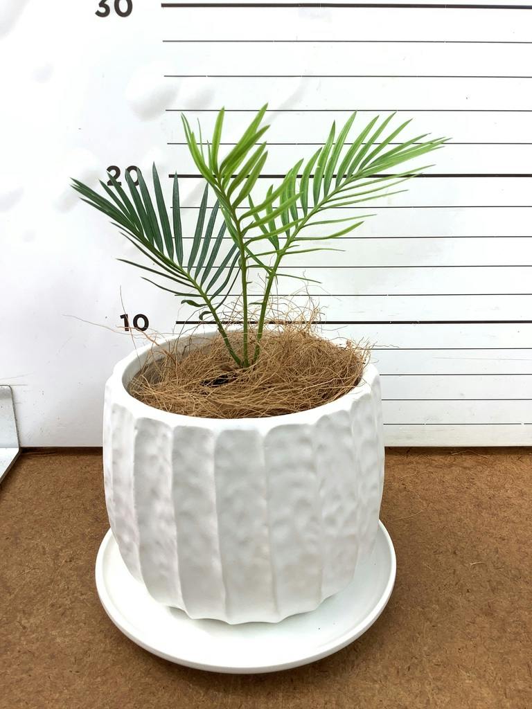 観葉植物 ソテツ 3号 実生 ラーケルシリンダー 11 ゴールド 付き