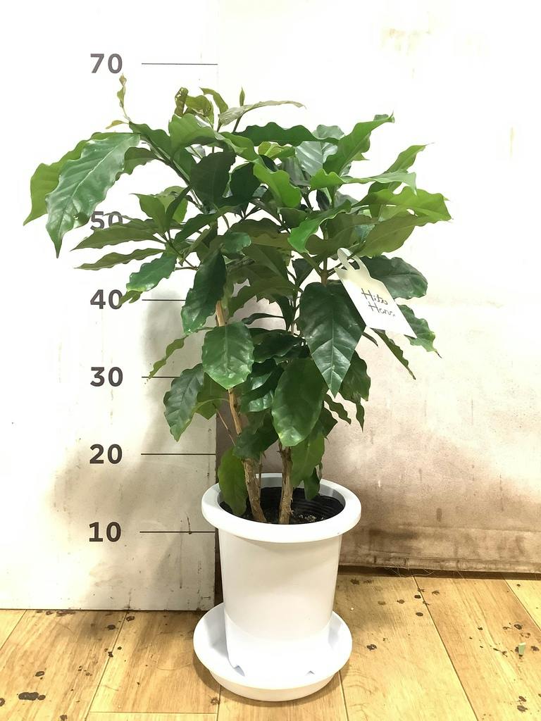 コーヒーの木 6号 | 観葉植物 | 送料無料でお届け - Hitohana（ひとはな）