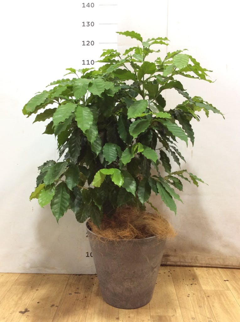 コーヒーの木 8号 | 観葉植物 | 送料無料でお届け - Hitohana（ひとはな）