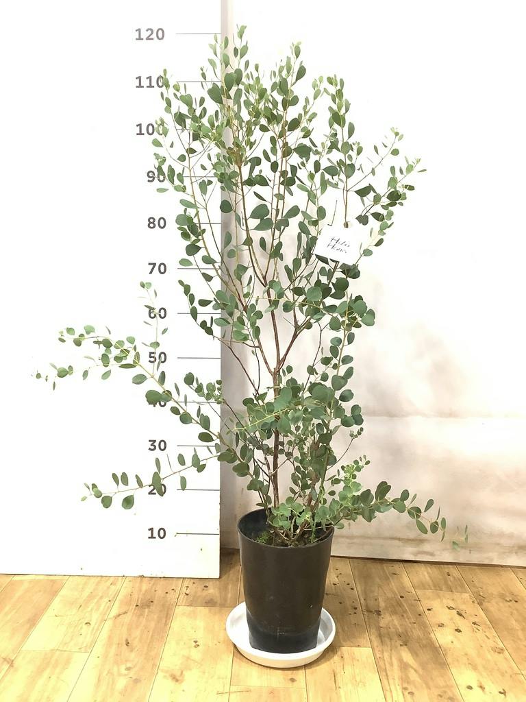 観葉植物 ユーカリ 7号 ウェブステリアナ（ハートリーフ