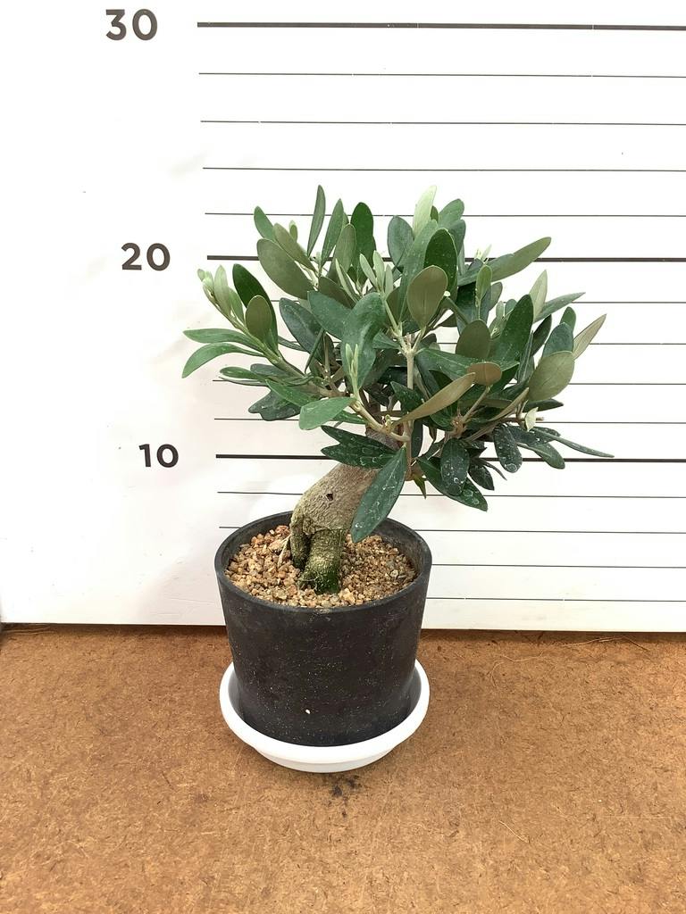 オリーブの木 チプレッシーノ | 観葉植物 | 送料無料でお届け