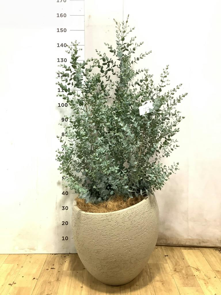 ユーカリ 10号 | 通販専門店 HitoHana（ひとはな）